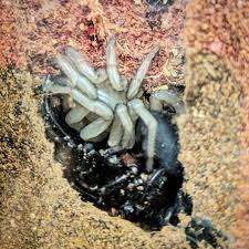 Taipan, red bellied black snake, tiger snake & brown snake, blue ring octopus, mouse spider, redback spider and the list goes on. Sydney Funnel Web Spider Fresh Out Of Her Exoskeleton Spiders