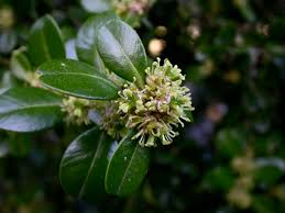 Image result for Buxaceae