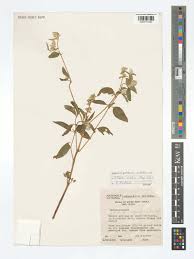 Image result for Cyathula cylindrica