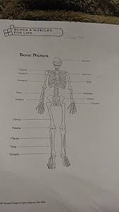 At the sides of the cranium, higher than the temporal bones. Skeletal System Wikiversity