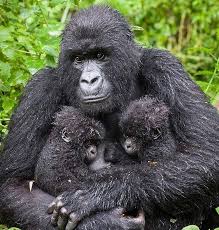 Rain is not doing us good... - Gorilla safari uganda. | Facebook