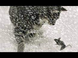 It was cold outside on christmas eve. The Cat Carol Christmas 2020 Youtube