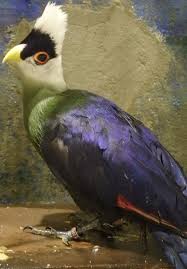 Big Bird With Colorful Feathers Https Stat Ameba Jp User Images 20170909 16 Toricafeasakusa E5 28 J O1195171314023575306 Jpg Funny Birds Beautiful Birds Colorful Birds