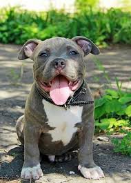 pin en animales