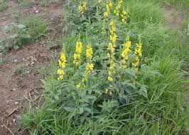 Image result for Crotalaria minutissima