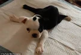 Dogs with down syndrome images. Pin On Down Syndrome Things