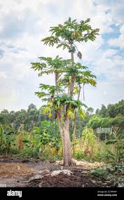 Image result for Vasconcellea pubescens