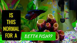 They can only harm their tank mates. Betta Fish Rubbing On Glass Youtube
