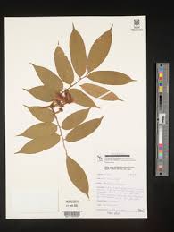 Image result for Crepidorhopalon rupestris