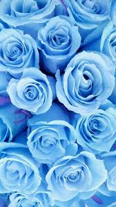 Light Blue Rosen In 2020 Blue Roses Wallpaper Blue Wallpaper Iphone Blue Flower Wallpaper