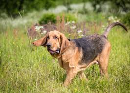 Rottweiler dobermann great dane pit bull the dobermann or dobermann pinscher was originated in germany around 1890 by louis dobermann, a tax collector who needed a guard dog for protection. Can You Answer These Real Jeopardy Questions About Dogs Stacker