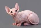 AVAILABLE KITTENS - Sphynx cat