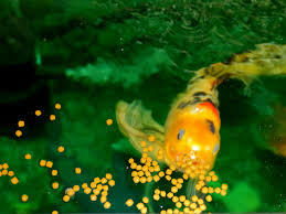 Saltwater fish pet store near me. Feeding Your Aquarium Fish The Right Type Of Food
