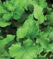 At least 1 inch of water per week is vital for good root. Seven Top Turnip Greens John Scheepers Kitchen Garden Seeds