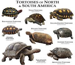 Tortoises Of North Central And South America Poster Print Etsy In 2021 Galapagos Tortoise Tortoises Red Footed Tortoise