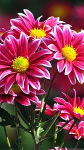 While flowers most certainly still exist, few take the time to experience the many senses they can pleasure. Free Download Most Beautiful Flowers Wallpapers Desktop Background