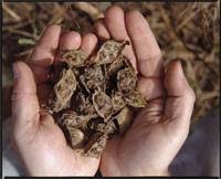 Image result for Ipomoea involucrata