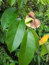 Image result for Combretum collinum