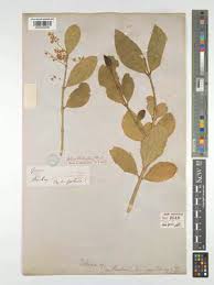 Image result for Dobera