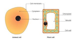 Check spelling or type a new query. Animal And Plant Cells Science Cells Animal Cell Plant Cell