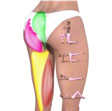 Tendon, tissue that attaches a muscle to other body parts, usually bones. Working Those Posterior Upper Leg Muscles
