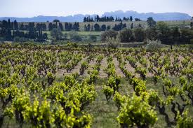 Bulletin météo pour villeneuve lès avignon, le samedi 5 décembre. Rhone Gigondas