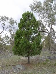 Image result for Callitris