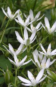 Image result for Ornithogalum