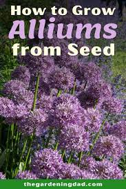 How To Growing Ornamental Alliums The Gardening Dad Allium Flowers Flowers Perennials Growing