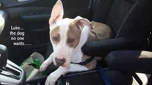 If you are looking for a great kitten or cat to adopt new b. Luke The Dog Waiting In A Kennel In Boarding Over A Year And Still No Home Dog Waiting Dog Adoption Dogs