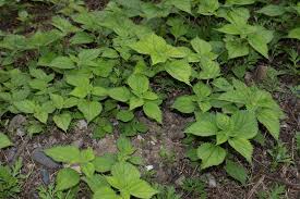 Image result for Urticaceae
