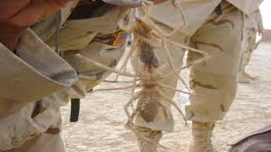 According to camelspiders.org, they eat other bugs, lizards, small birds and rodents. I Give You The Biggest Flesh Eating Nope Ever The Camel Spider 9gag