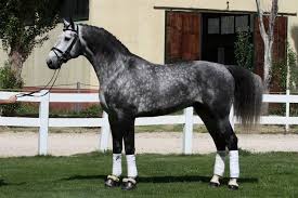 Beautiful Dapple Gray Stallion Warmblood What A Beautiful Horse Horses Warmblood Horses Dapple Grey Horses