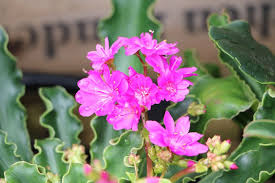 Bitterwurz Porzellanroschen Lewisia Cotyledon Pflege Anleitung Bitterwurz Gewachs Garten