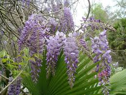 Maybe you would like to learn more about one of these? 10 Awful Weeds And How To Kill Them Southern Living