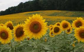 While the flowers are not native to new zealand, the country has the honour of overseeing some of its most vivid blooms. Sunflower Fields In Michigan 13 Fairytale Fields To Explore Plus A Sunflower Maze Sunflower Festival Grkids Com