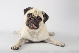 Check spelling or type a new query. Free Photo Pug Dog Isolated On A White Background