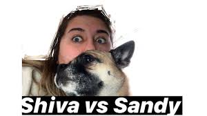 DAS VIDEO ENDET "WENN MEIN HUND AUF MICH HÖRT"