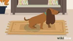 ❎ paco home moderner wohnzimmer shaggy hochflor teppich soft garn in uni hellgrau grau, grösse:160x. Geruch Von Hundeurin Aus Teppichen Entfernen Youtube