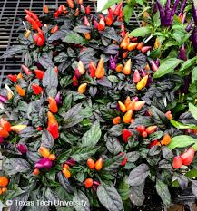 Image result for Capsicum annuum
