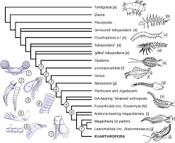 Origins And Early Evolution Of Arthropods Evolution