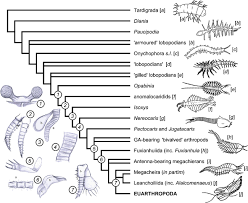 origins and early evolution of arthropods evolution