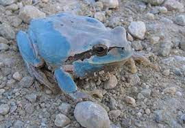 Blue Tree Frogs Whites Tree Frog Animals Rare Animals