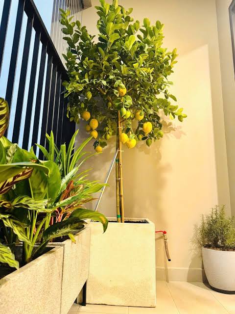 🍋 CHANH VÀNG MỸ – TRỒNG BAN CÔNG, SÂN VƯỜN, VỪA ĐẸP VỪA NGON 🍋