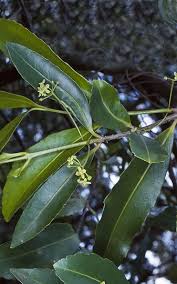 Image result for Elaeodendron