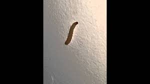 Find the right tupperware lid first time every time. Maggots And Pantry Moth Larvae