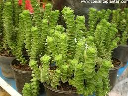 Image result for Crassula alticola