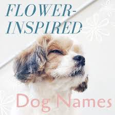 150 Beautiful And Uncommon Flower Names For Dogs Girl Dog Names Dog Names Beautiful Flower Names