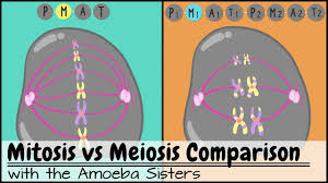 There are quite a few differences between mitosis and meiosis. Mitosis Vs Meiosis Side By Side Comparison Youtube