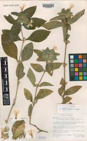 Image result for Barleria tanzaniana